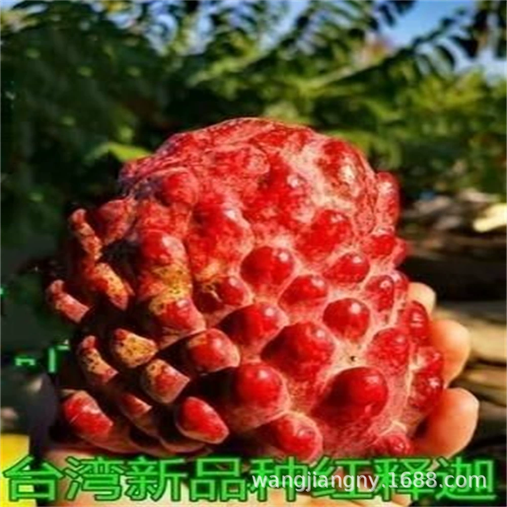 Австралийское Молоко Белый Шакьяма Фрукты Рассада Будда Фрукты Ангина Фрукты Рассада Тайвань Шакьяма Фрукты Рассада Ангина Фрукты Рассада Голова Будды Фрукты Рассада