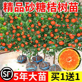 沙糖桔子树苗砂糖橘子盆栽果树果苗金桔水果南方北方种植带果柑橘