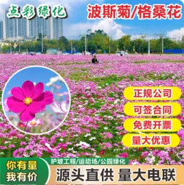 种子;草种子;草坪