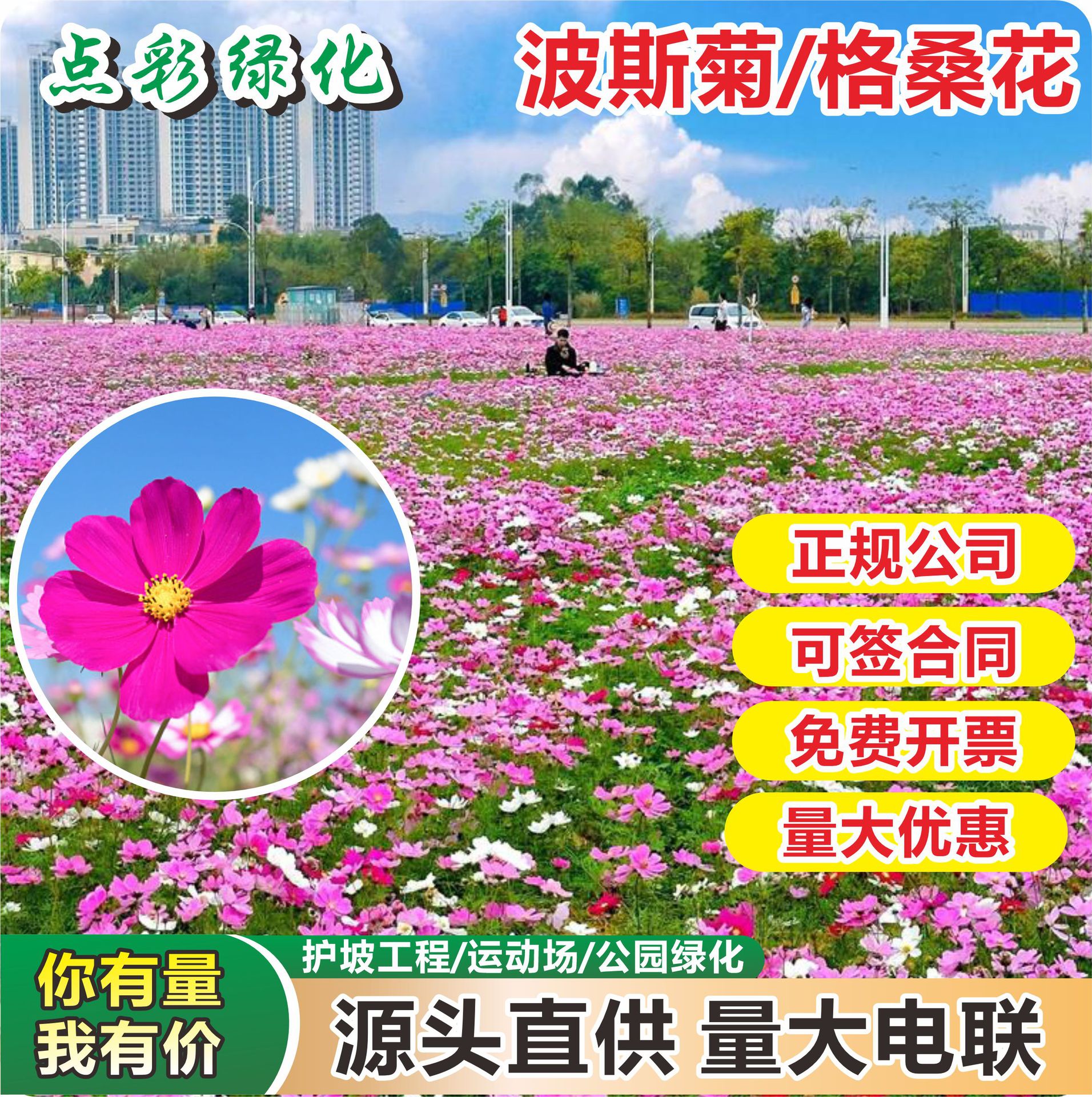 批发波斯菊种庭院阳台盆栽易成活花籽格桑花花卉种子四季播种易种