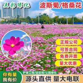 批发波斯菊种庭院阳台盆栽易成活花籽格桑花花卉种子四季播种易种
