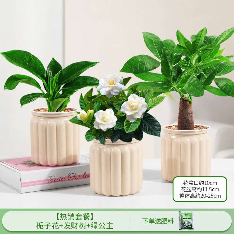 [인기 패키지] 치자나무 + 머니트리 + 그린 프린세스