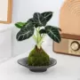 空气水培植物天鹅绒海芋