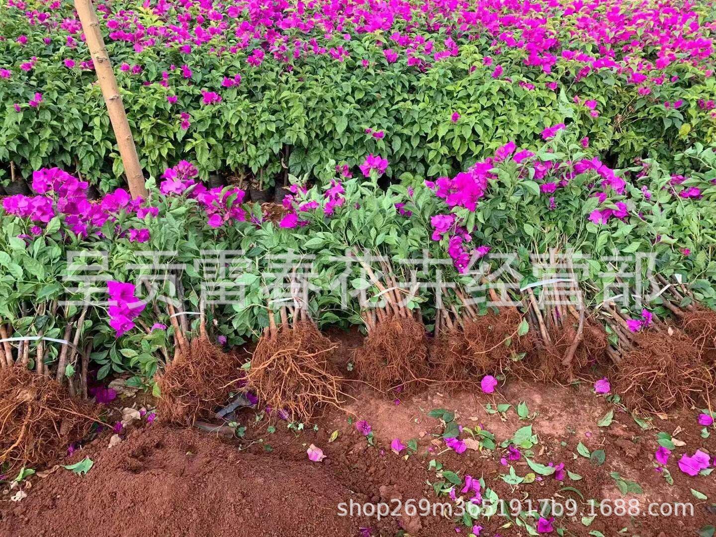 基地直发云南紫色红色三角梅树苗园林绿化工程苗盆栽庭院四季开花|ms