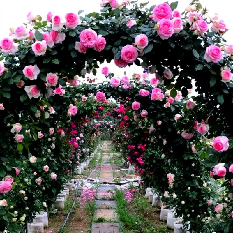 Роза Рассада Виноградная лоза Эта Роза Большой цветок Ароматный сад Вьющиеся растения Цветы Четыре сезона Цветение в горшке Балкон Роза