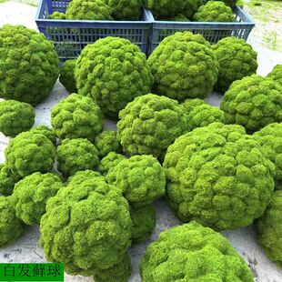 ��ƺ�װl�ٲ�ƺ�\�Gֲ��ƺ�ݳ���ݱ��ٲݵ�ͥԺ��������c