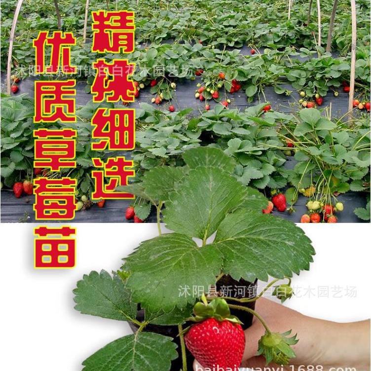 草莓苗奶油草莓四季草莓南北方阳台苗当年结果草莓苗带原土原盆