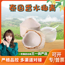 【严选】泰国香水椰青  代发9斤新鲜奶香椰子香浓青椰应季水果