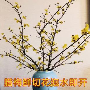 �D÷���r��ˮ�B�r�л���֦Ϟ÷�r����������ˮ��ֲ�ﻨ���͏d�[�O