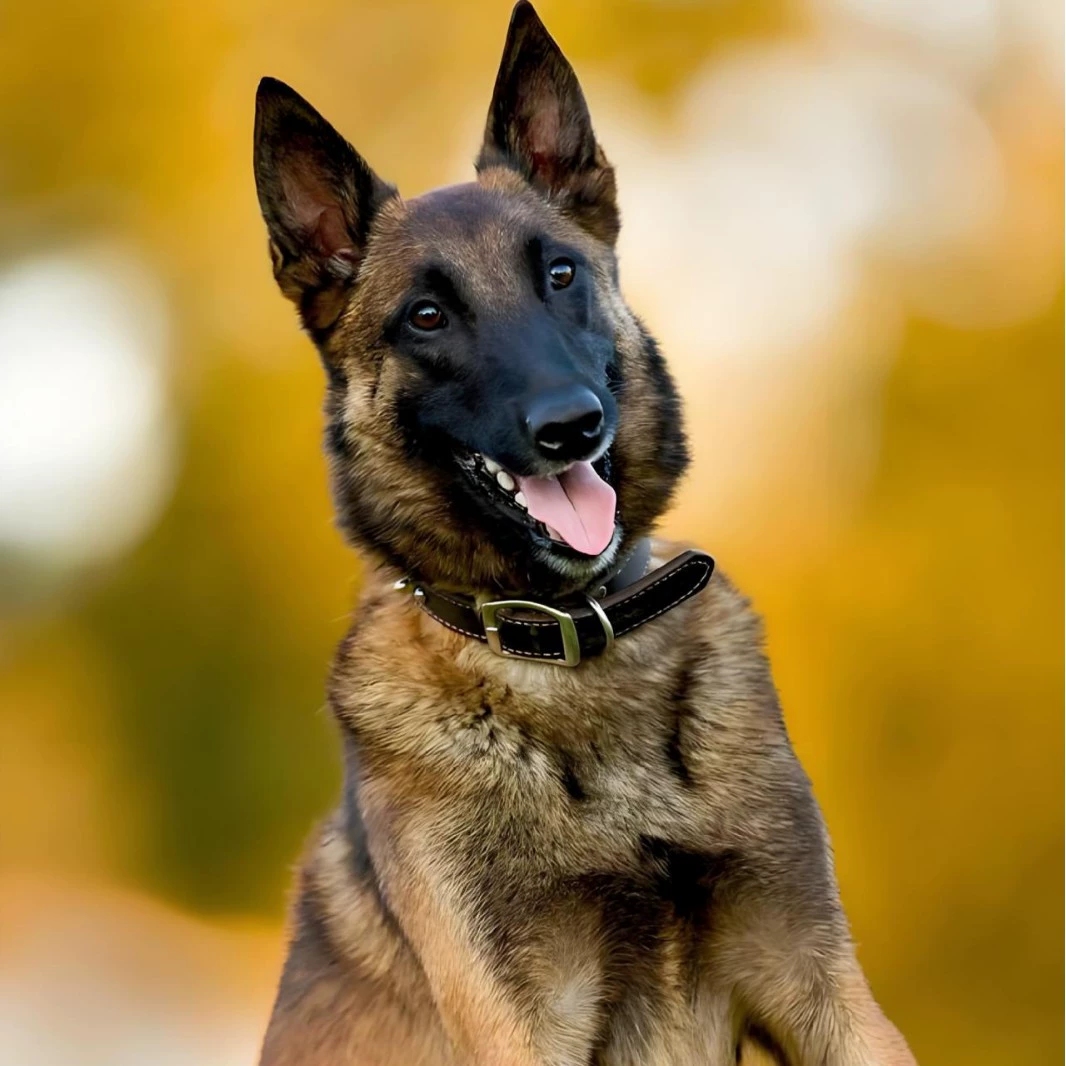 Оптовая продажа индивидуальных бельгийских овчарок, средних охранников, рабочих собак, щенков, живых военных и полицейских собак