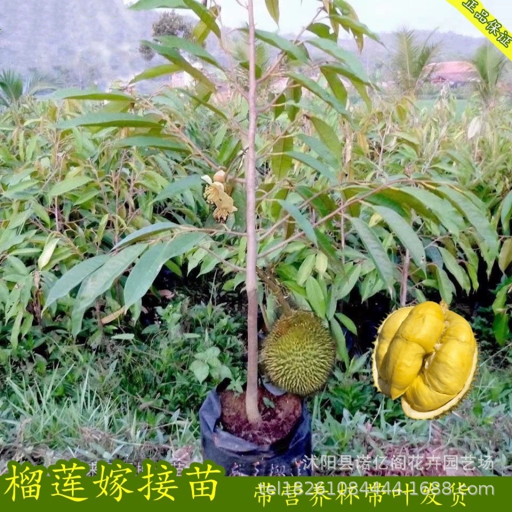 四季种植榴莲树苗盆栽果树苗南北方种植猫山王泰国金枕头当年结果