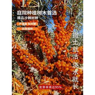 Sea Buckthorn Seeds, Large Fruit Sea Buckthorn Seeds, Easy to Grow Fruits in All Seasons, Sea Buckthorn Tree Seeds Planted in the South and North