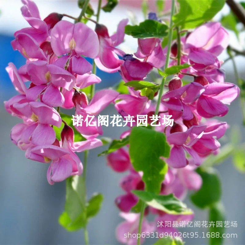 Саженец цветов глицинии вьющиеся растения саженец глицинии балкон сад в горшке вьющийся морозостойкий четырехсезонное цветение