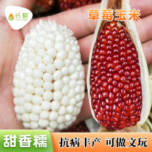 草莓水果玉米种子文玩玉米种籽超甜春秋四季家庭盆栽把玩蔬菜种孑
