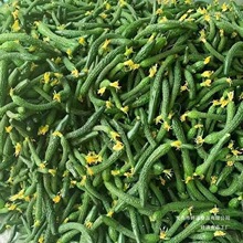 С�S�����rС�S��ŤС������r�S����ָ�ּ������̲����3/5��