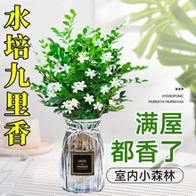 水培九里香盆栽老桩清香木四季茉莉花室内绿植物开花卉驱蚊草客厅