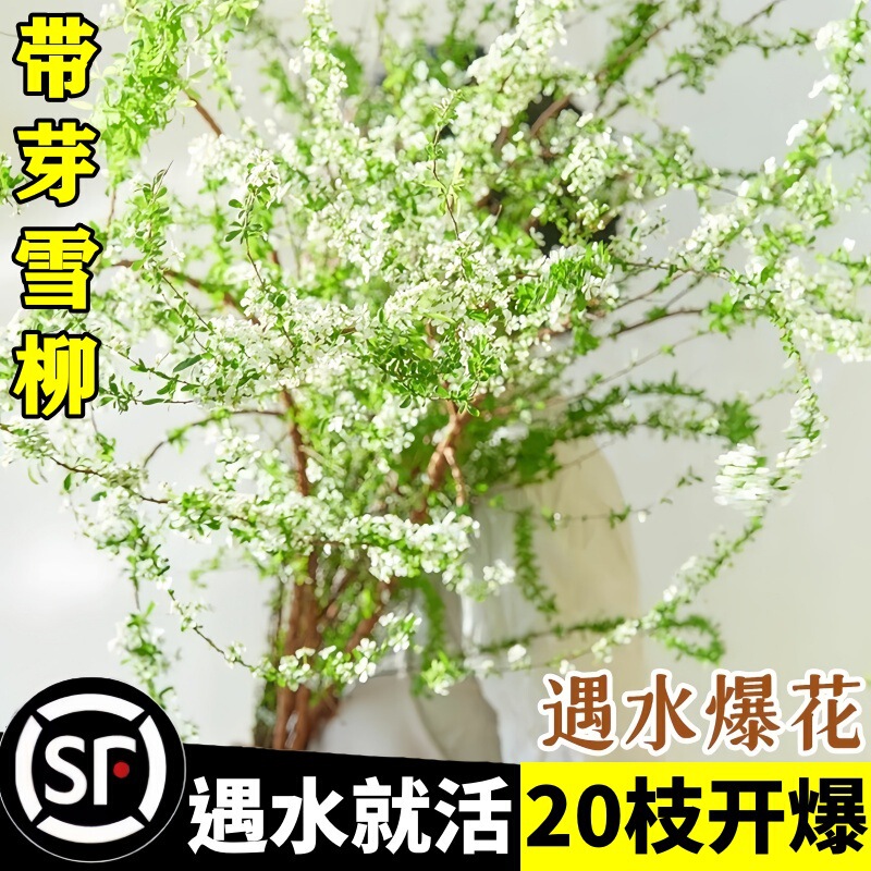 Double Snow Willow Dry Branches Fresh Branches Water Culture Flower Arrangement Hydroponic Plants Fresh Florals Indoor Potted Green Plants Dragon Willow Live Well