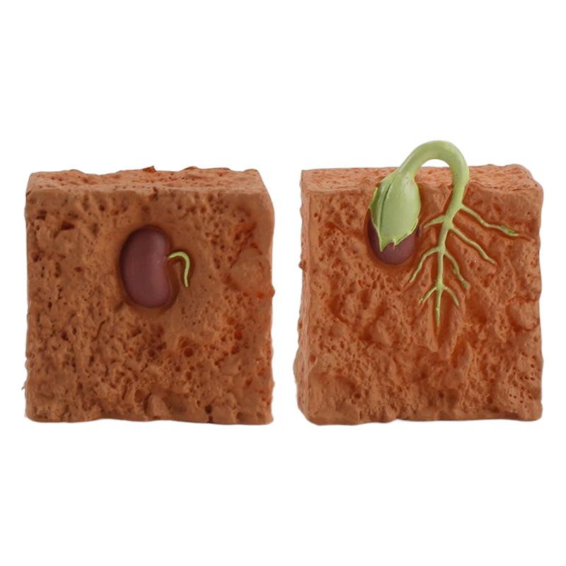 La Ciencia y la educación de los niños creativos modelo de ciclo de crecimiento de la planta cognitiva sólida adornos estáticos durante la germinación de semillas y la formación de plántulas