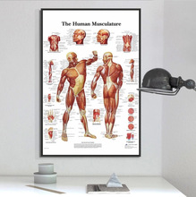 亞馬遜解剖器官人體海報 高清印刷五官內臟大腦醫學掛畫一件代發