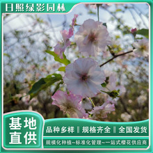 9公分奖章樱花树苗基地培育种植 樱花苗的市场行情  奖章樱多少钱