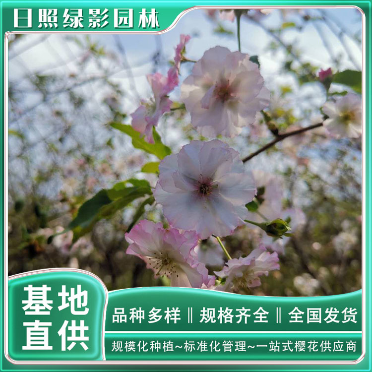 5038498202553309809 副本.jpg