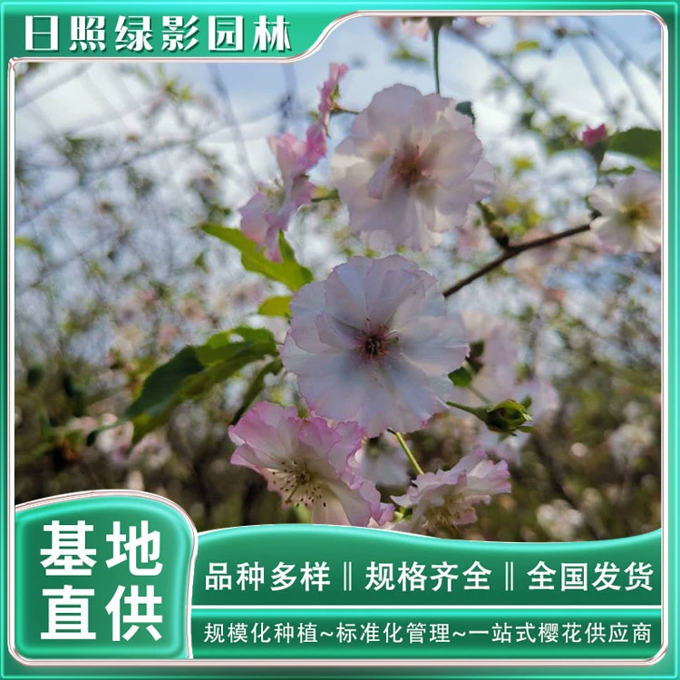 Медаль Сакура Рынок Цитата Где купить 7 см Медаль Сакура Цитата