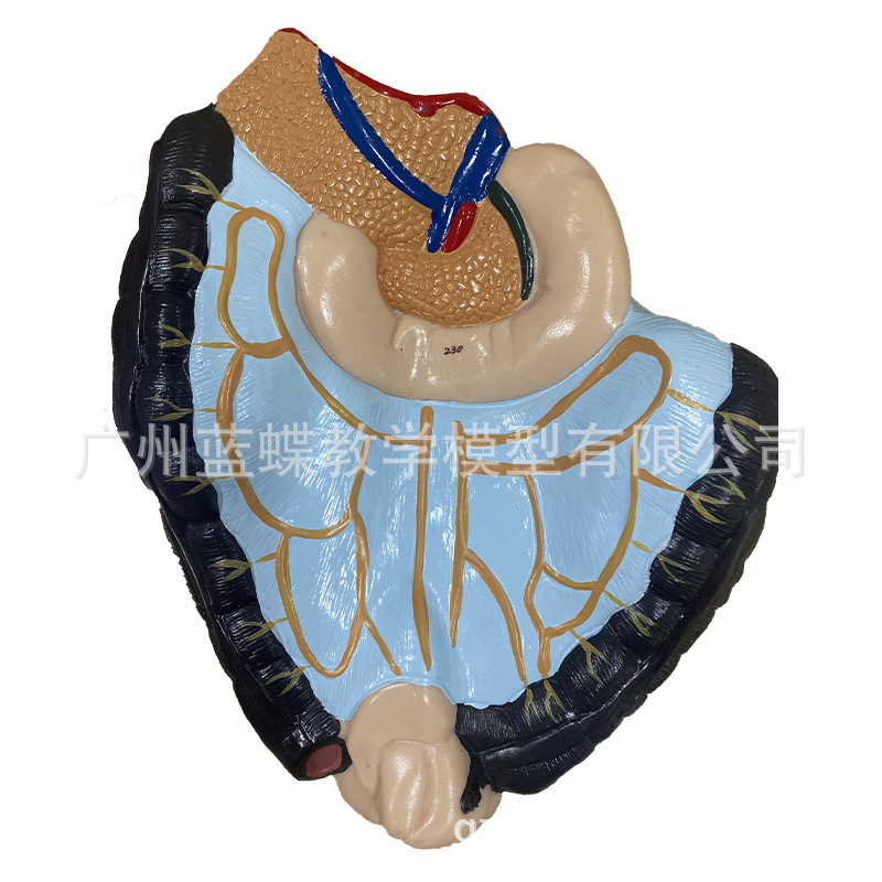 170CM����ȫ�����⸽����ģ��ҽѧ��ѧ�������弡������������