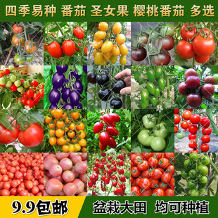 һ�����l���ѷN�Ӵ�ȫ�̨�����}Ů�����Ҵ�С���t���۹��ļ��ײ�