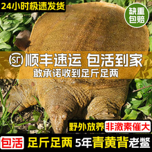 甲鱼鲜活生态野外生长中华老鳖本地外塘公母水鱼活体团鱼食用王八