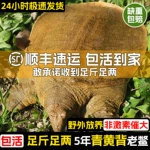 甲鱼鲜活生态野外生长中华老鳖本地外塘公母水鱼活体团鱼食用王八