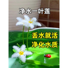 һ�~ɏ������ɏ��Ƽˮ��ˮ��ֲ�ﻨ���҃Ⱥ��Bˮ��˯ɏˮܽ�غ��J