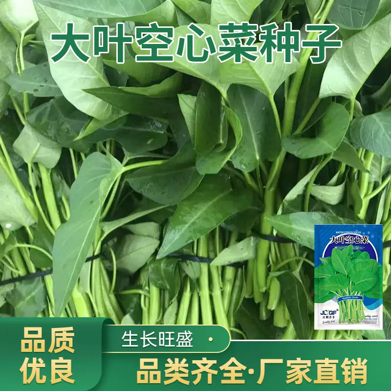 大叶空心菜种子四季播种圆叶青梗通心菜蔬菜种籽菜籽种孑阳台盆栽