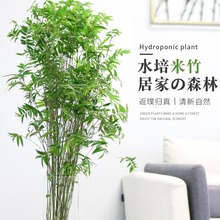 水培植物米竹室内盆栽小型凤尾竹盆景桌面绿植微盆景竹子苗观赏竹