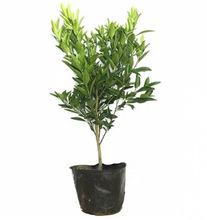 ����������Ҋ���٘��� ����Ҋ���Ә��� ��˹�۸��ټ޽���������