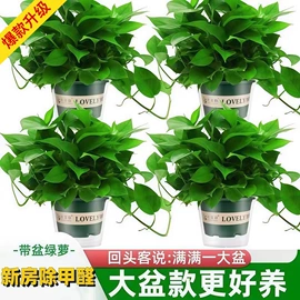 盆栽;种子;树苗