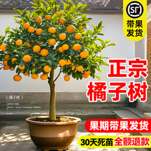 �������Ә����ɳ�ǽ۴�Ƥ��ۘ����Ԑ���38̖�ļ���Ҋ�ҰҸ̹���