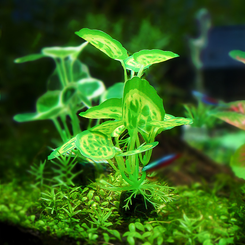 Decoración de paisajismo de peceras, plantas verdes de acuario, nuevas plantas pequeñas, adornos de plantas acuáticas, hojas verdes, suministro de helechos