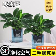 金钻绿公主盆栽绿箩萝水培植物办公室内花卉绿植四季好养活吸甲醛