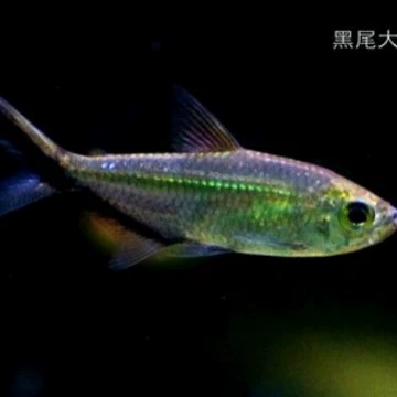 5- 6cm черный хвост, большой крючок, лампа, рыбка, декоративная рыба, тропическая рыба, пресноводная рыба, маленькая рыба, большой крючок