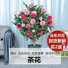 �������ļ�����ɽ�軨�������Ԏ������҃���ͥԺ��ɫ�൤�_������