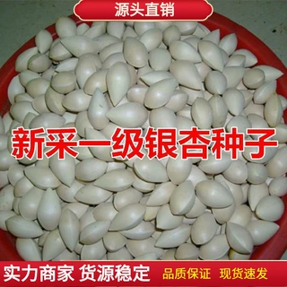新采银杏种子 可食用 白果树苗盆栽绿化 银杏树种子 特级银杏果籽