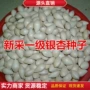 银杏树特级盆栽绿化种子