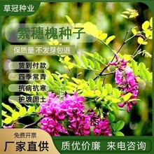 批发紫穗槐种子籽护坡灌木矿上复绿工程绿化耐贫瘠耐干旱固土耐旱