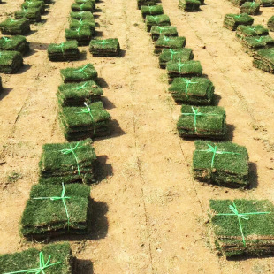 Manila Turf with Soil, Real Turf, No Pruning, Easy Management, Greening Project Ground Cover, Four-Season Green Ground Cover, Free Shipping