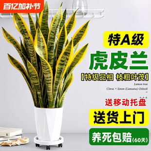 ��߅��Ƥ�m�Gֲ�͏d���������ļ������҃ȃ����՚��k���Һ��B�մ�