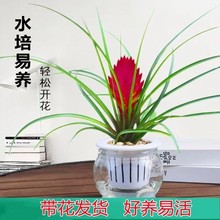 铁兰盆栽紫花凤梨水培植物桌面办公花卉净化空气吸甲醛好养绿植花