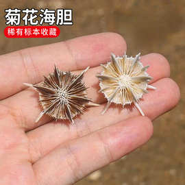 天然小海螺贝壳板凳菊花海胆鱼缸造景装饰品家居稀有收藏标本摆件