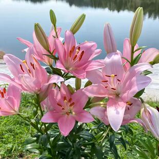 �M��һ�����^��ˮ�ٺϷN��ٺϻ������ͺ��ļ������҃��⻨�ܾGֲ