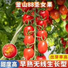 ɽ88}ŮNӳǧСѷNᭇtˮ̨ͥ