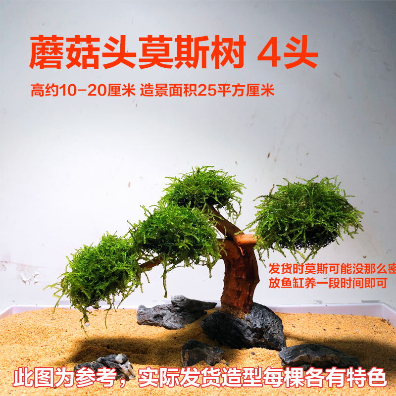 鱼缸造景莫斯树鱼缸树真树沉木水造景懒人造景无需底沙鱼缸摆件|undefined